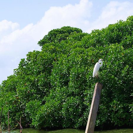 Villa Eco Green Negombo Exteriér fotografie